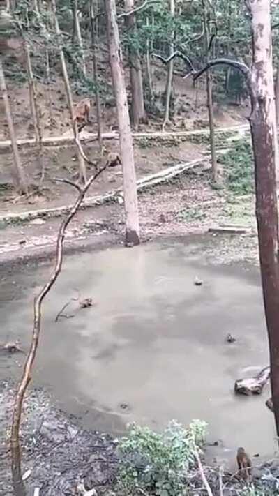 Monkes having a diving competition