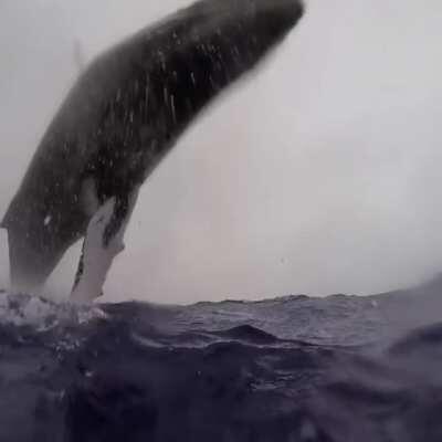 Diver's POV of a whale breach.