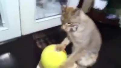 Lynx pretending not to be interested in a ball until someone else is