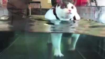 Motivated rotund meow is keeping the beat (sound)