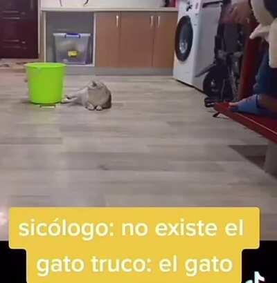 Gato truco🤑🤑🥶