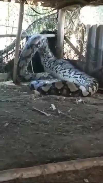 Snake found in one of the village in India