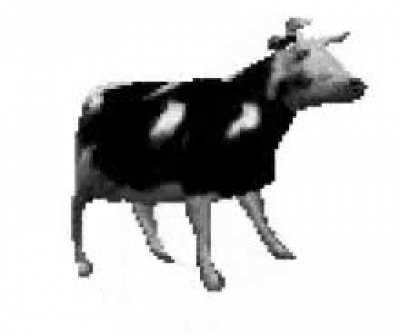 Dancing cow