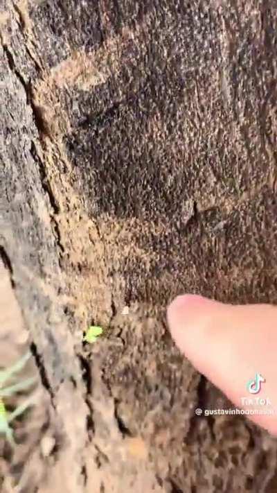 Não seja esse tipo de novato.