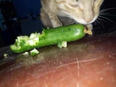 My cat favorite food is Cucumber . is that normal ?