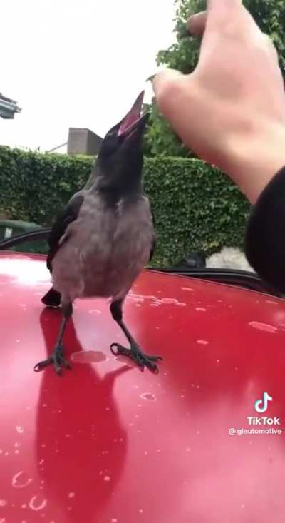 no way this mf got beef with a bird😭