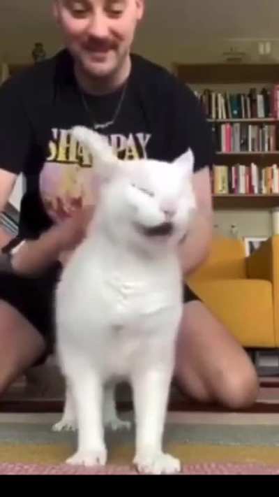 I don’t know if the cat likes it or not?