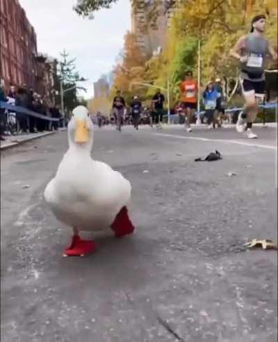 PATO MARATONISTA FODA-SE!😭🙏🙌