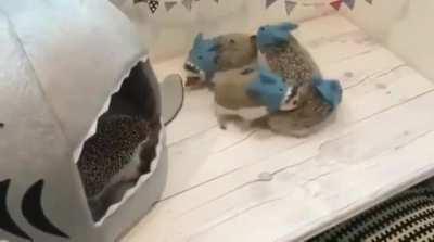 New Jaws remake looks dope.