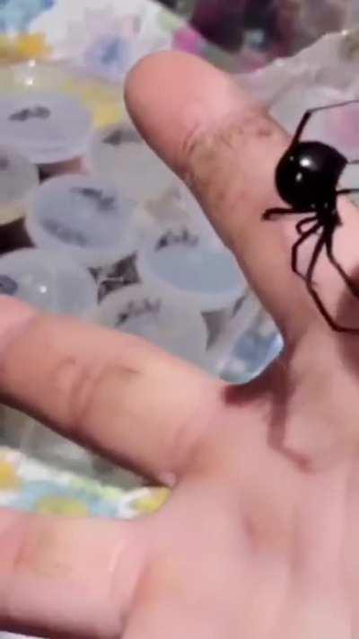 Да, это - чёрная вдова.