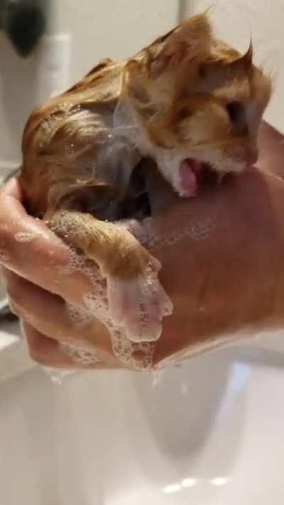 Stray cat had kittens under friend's porch. She moved the litter and left the runt behind. Little Dragomir is not happy about his flea bath.