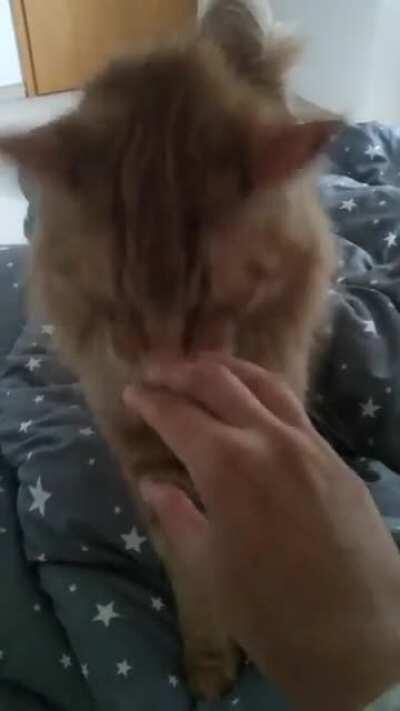 Every morning when I make bed, Jonesy joins me to make some breakfast biscuits 😍