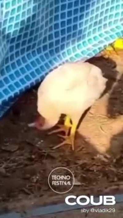 When you want to enjoy your life before being delivered to KFC