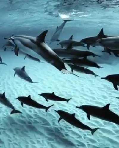 A pod of dolphins in the striking clear waters of Hawaii
