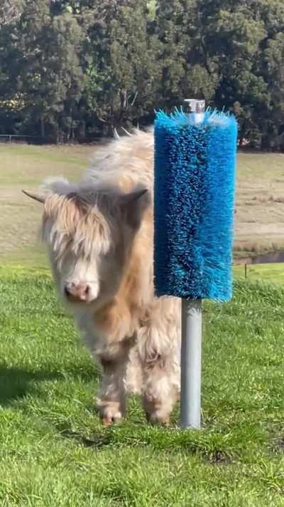 Being brushed feels so nice