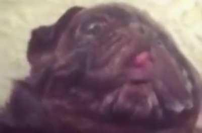 so i made edgar sing baka mitai