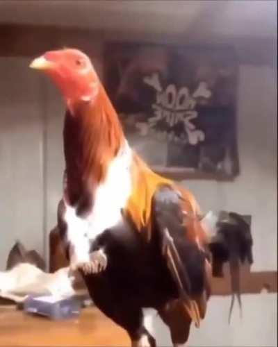 This Cock be Drippin 🥶