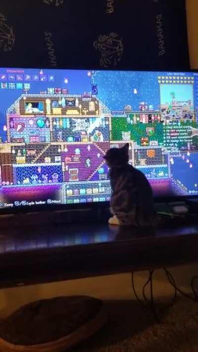 Caught our cat trying to get my stardust dragon haha