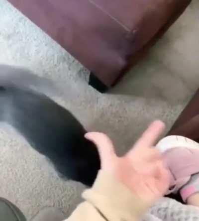 Purrfect landing. Bravo!