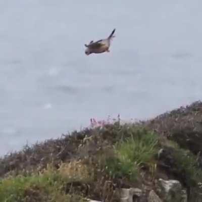 POV: me dropping in Apex Legends and my ping is over 500ms