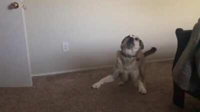 So our dog gets a bit excited when asked about walks...