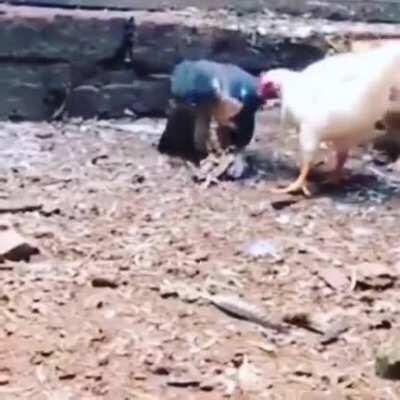 A hawk feeds chickens with chicken meat. Sharing is caring they say...
