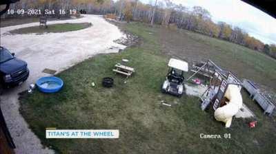 Who gave this dog a license smh my head