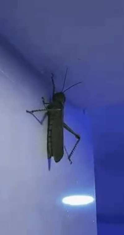 🔥 I forget nature can make some terrifying things sometimes