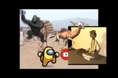 Camel weight lifting