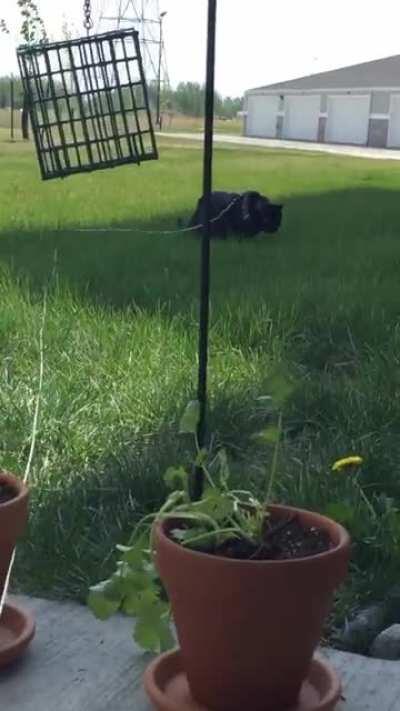 Ralph's first and last time on a leash