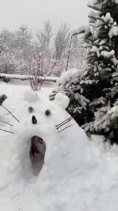 I built my cat an igloo. He was not impressed.