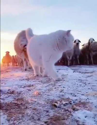 Being chased down the runway...