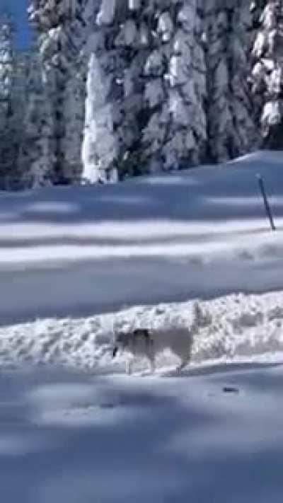 A doggo enjoying their day