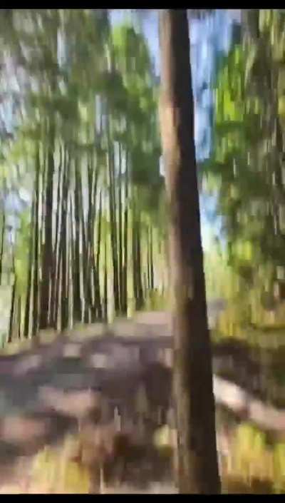 That's not a tree, that's a tree from the Minecraft