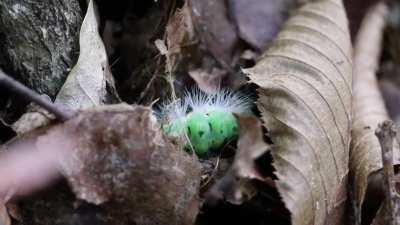 I was filming this pretty caterpillar when a bug attacked, killed and ate it. Can someone identify both?