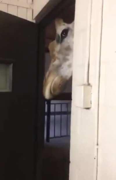 Fronthouse when I'm making staff meal.