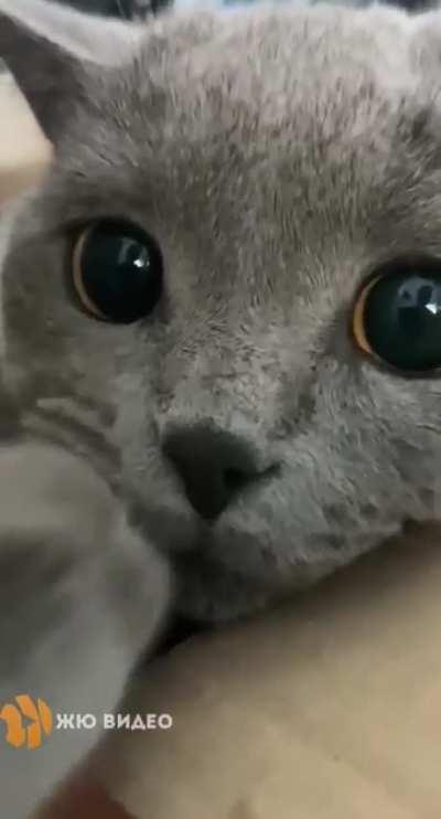 What would you call this little kitty?