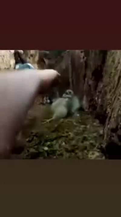 Alguna vez han querido entender a los animales?