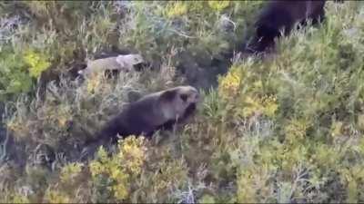 Husky got lost in Kamchatka, turns out he's hanging out with the bears