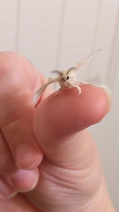 I can't get over the way they clean their little faces (Bombyx mori)