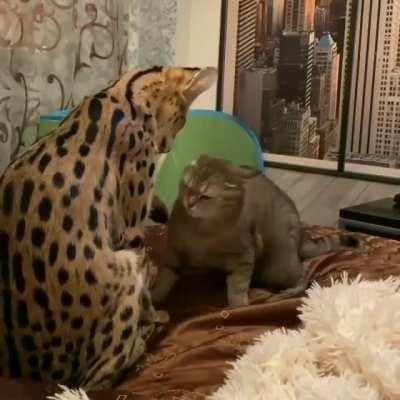 HEY PICK ON SOMEONE YOUR OWN SIZE