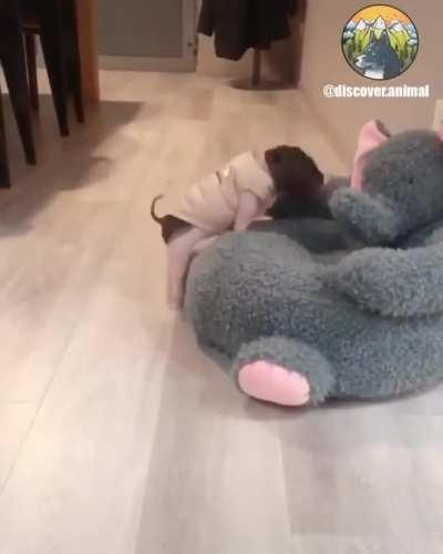 Piggy can’t get in his chair!