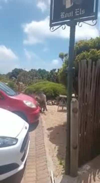 Another day in rooi els