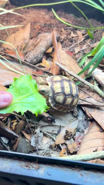 This poor baby was surrendered.