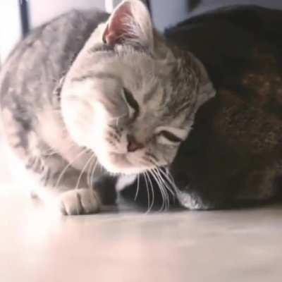 Kitty knows pup needs some love