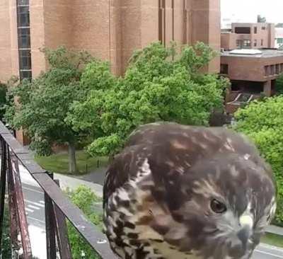 Drone casing other camera.