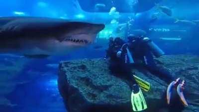 Extremely close encounter with a shark