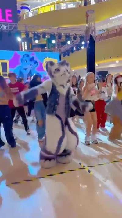 OMG ð³ Seraqueen's cat Bao auditioning to be the next collab for K/DA ð¤©ð¤­ 