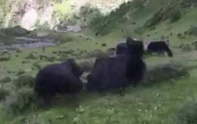 Yak does an accidental front flip after fighting with another Yak