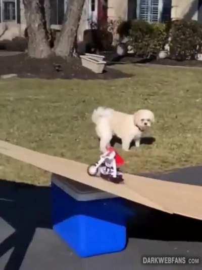 Small scale evel knievel's most successful jump 🌸😈🍒